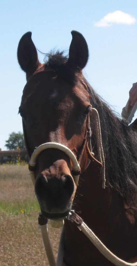 Veterinary Services in Raton, NM Raton Veterinary Clinic